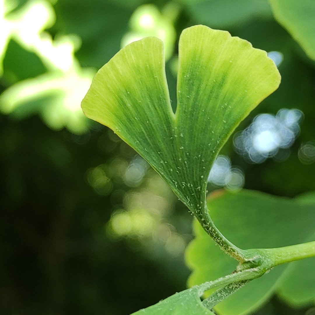 Ginkgo-Blatt weiblich "Jardin des Plantes" Paris